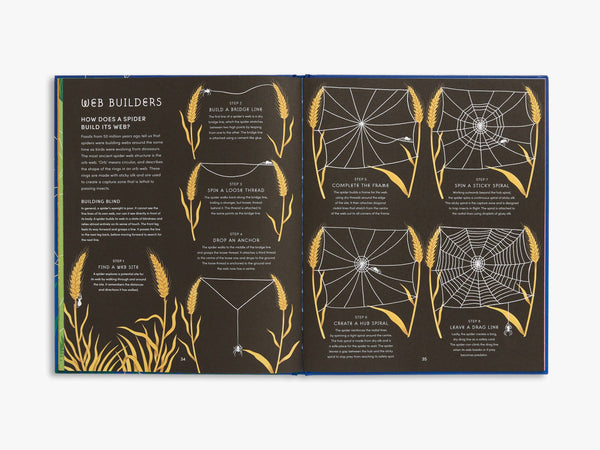 The Secret World of Spider Webs