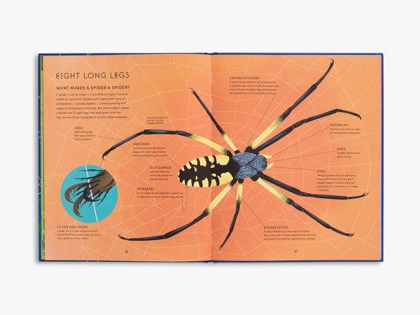 The Secret World of Spider Webs