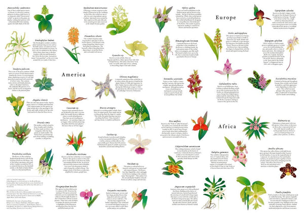 Around the World in 50 Orchids Jigsaw