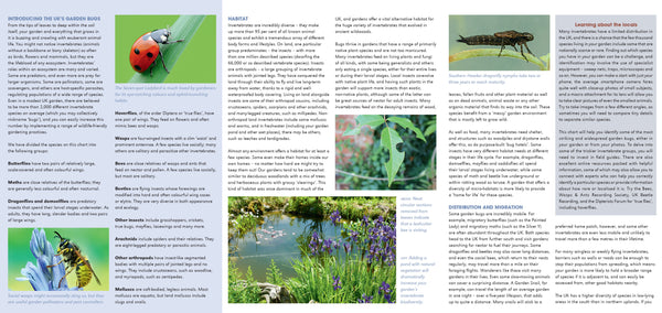 RSPB ID Spotlight: Garden Bugs